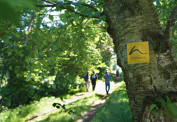 Hünenweg bei Börstel. Foto: LEADER-Region Erholungsgebiet Hasetal